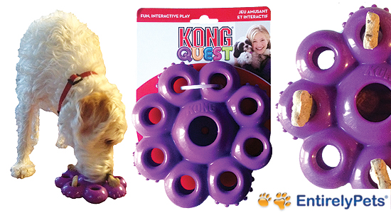 kong_dog_toy_entirely_pets